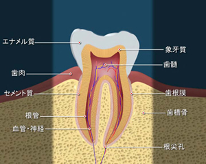 ドックスベストセメント（Doc's Best Cements）歯の構造